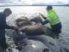 peteandianpositioningchargeonhumpbackwhalewindyharbour_small.jpg